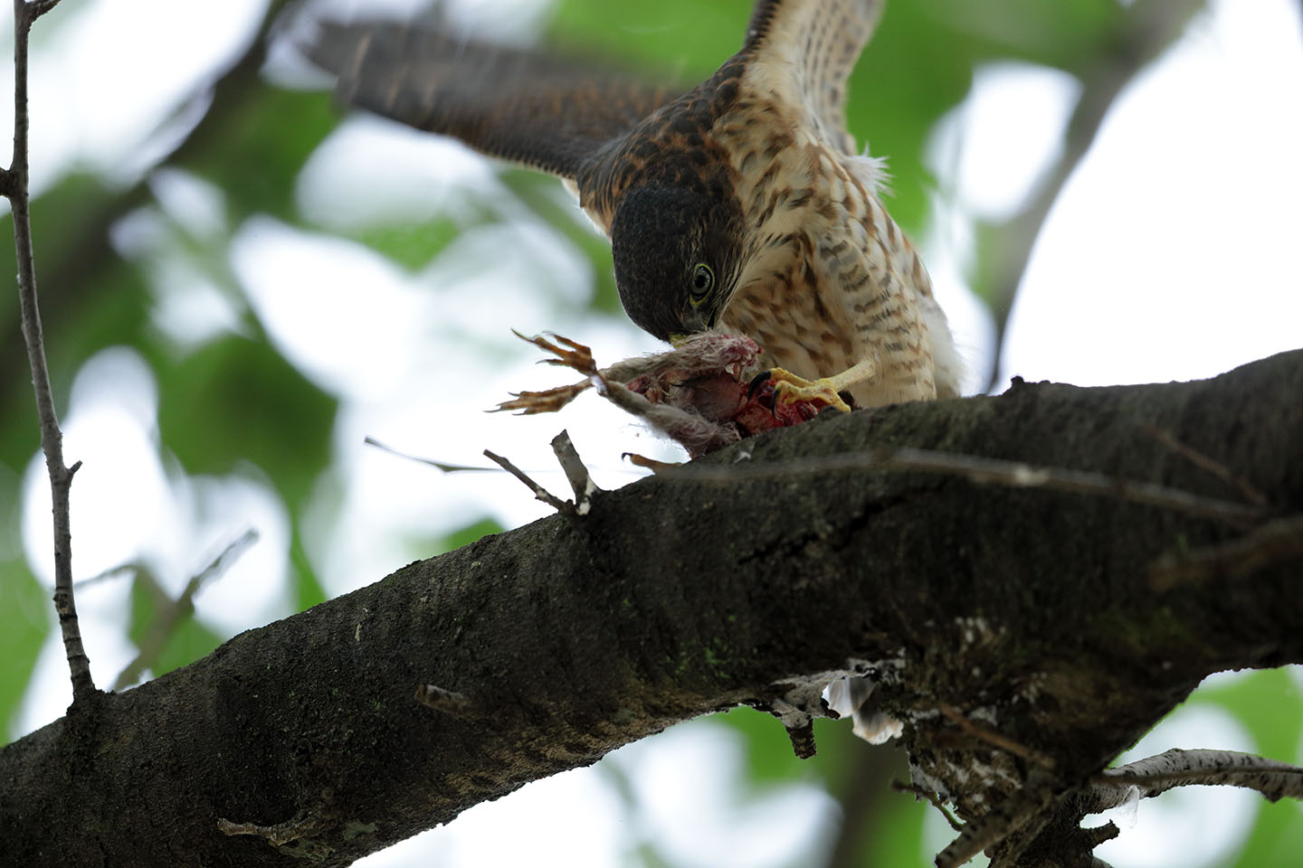 Canon EOS 6D + Canon EF600mm F4L IS II USM + EXTENDER EF1.4×III