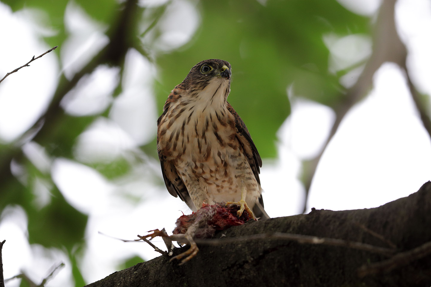 Canon EOS 6D + Canon EF600mm F4L IS II USM + EXTENDER EF1.4×III