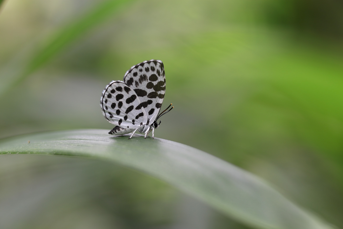 Canon EOS 6D + Canon EF100mm F2 USM + Extension Tube EF25II