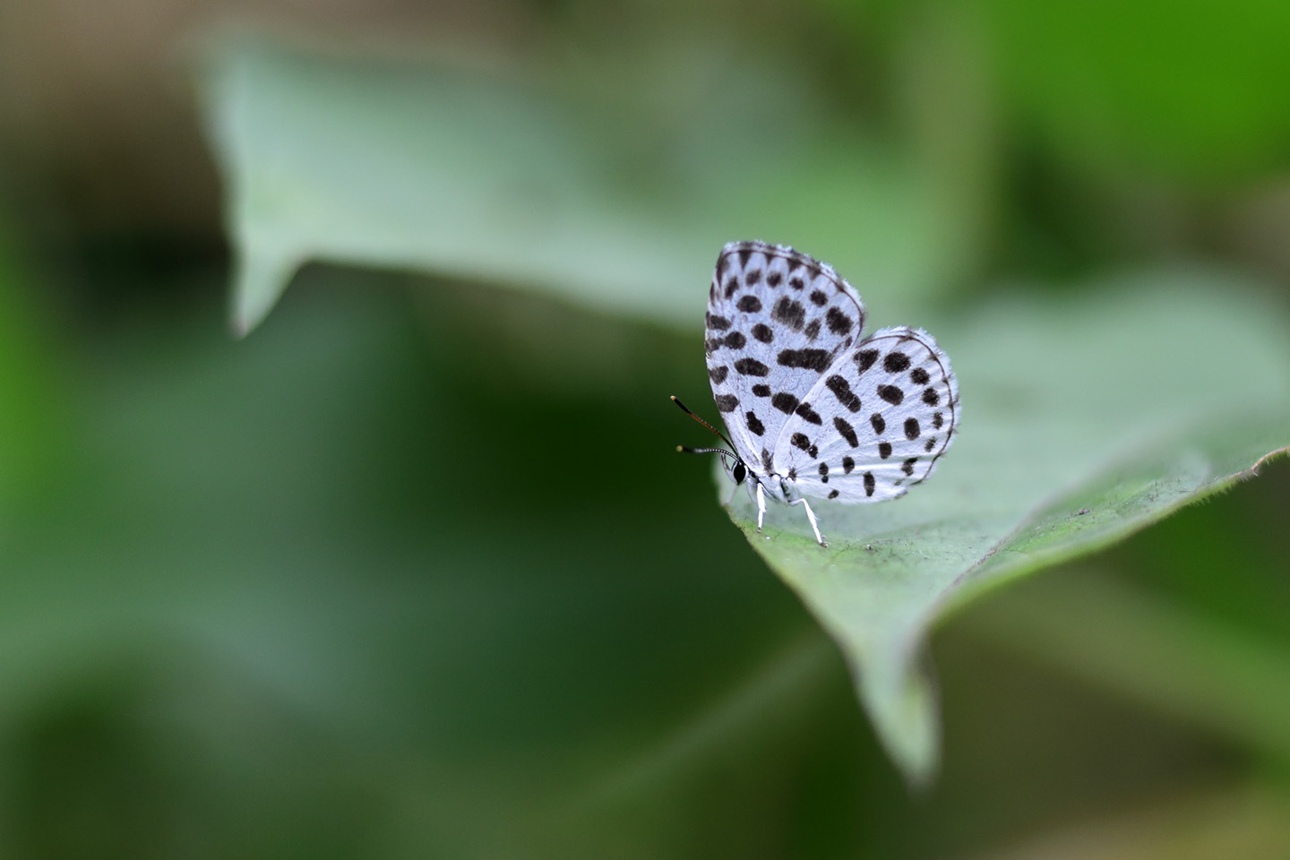 Canon EOS 6D + Canon EF100mm F2 USM + Extension Tube EF25II