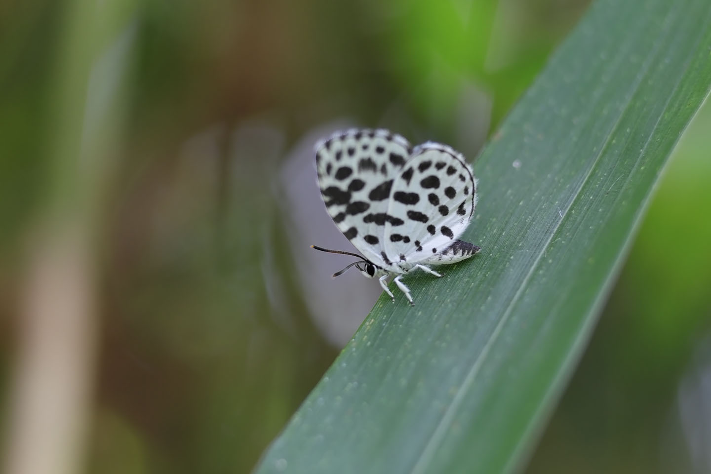 Canon EOS 6D + Canon EF100mm F2 USM + Extension Tube EF25II