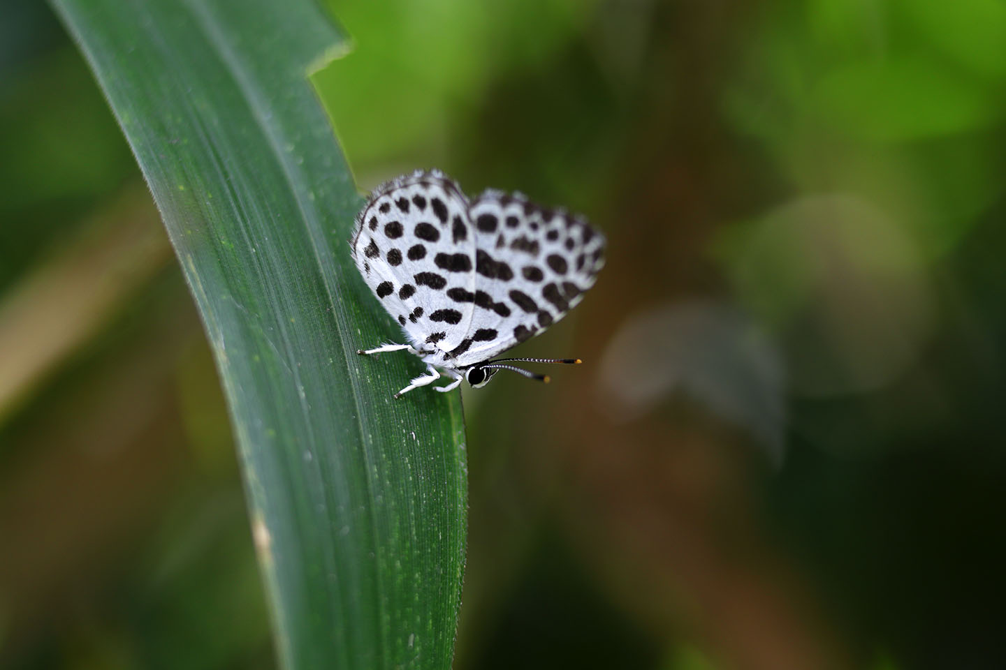 Canon EOS 6D + Canon EF100mm F2 USM + Extension Tube EF25II