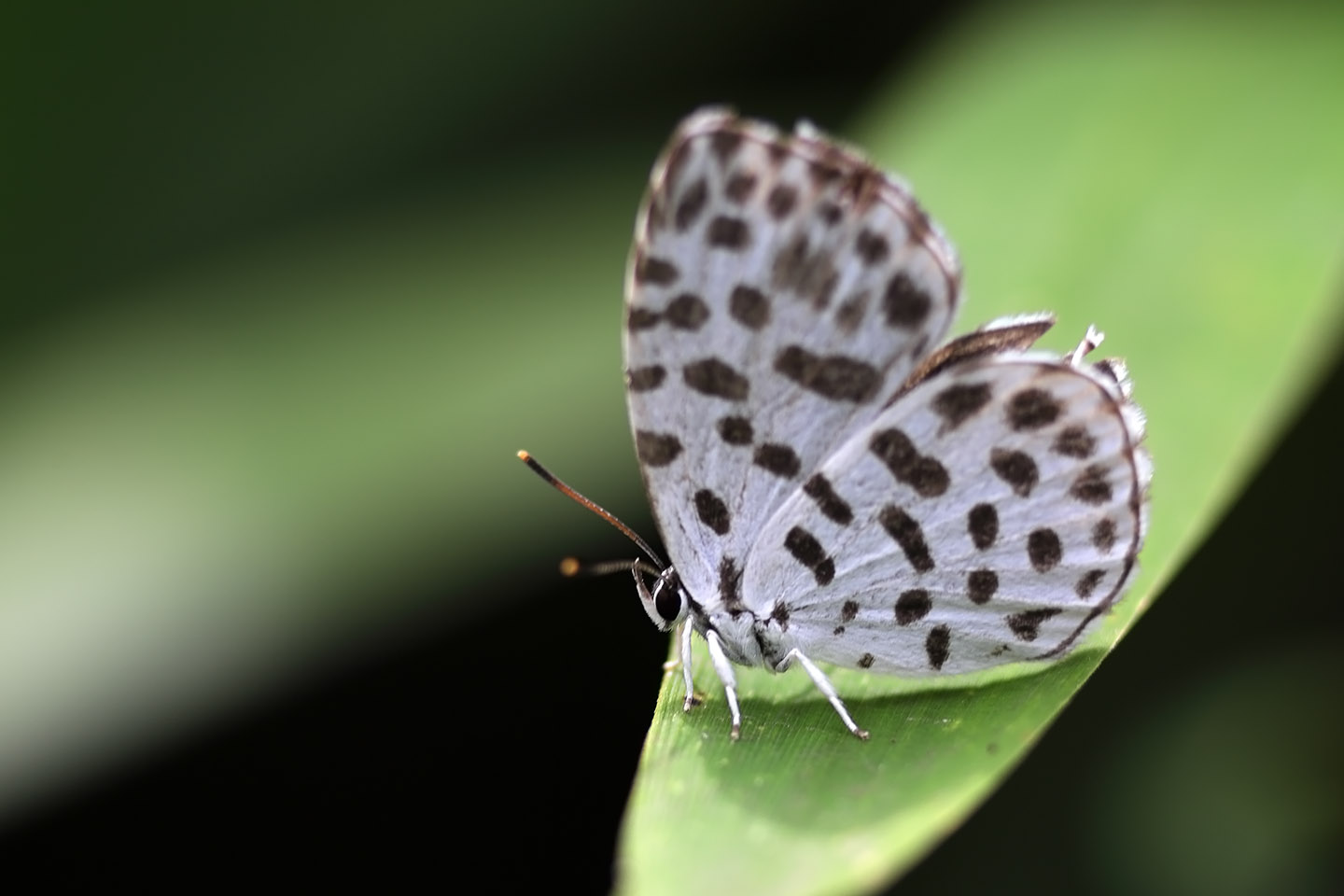 Canon EOS 6D + Canon EF100mm F2 USM + Extension Tube EF25II