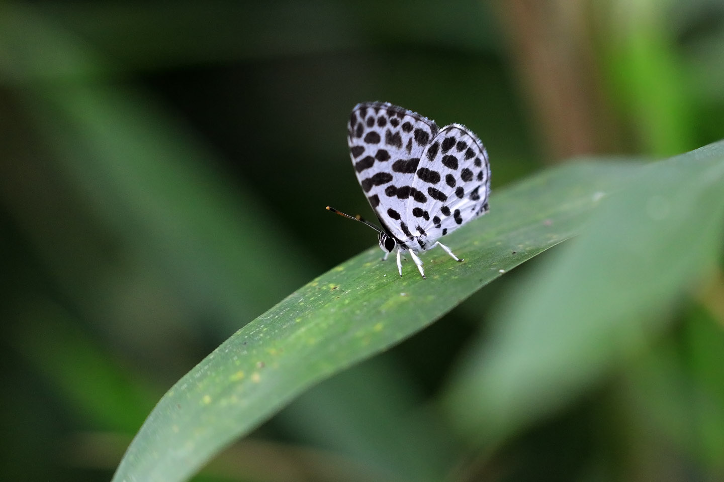 Canon EOS 6D + Canon EF100mm F2 USM + Extension Tube EF25II