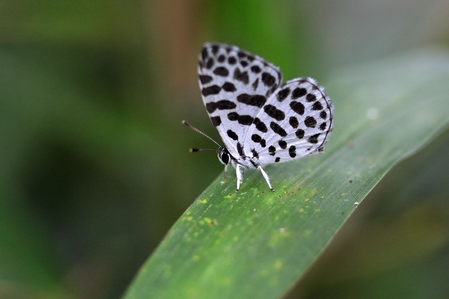 Canon EOS 6D + Canon EF100mm F2 USM + Extension Tube EF25II