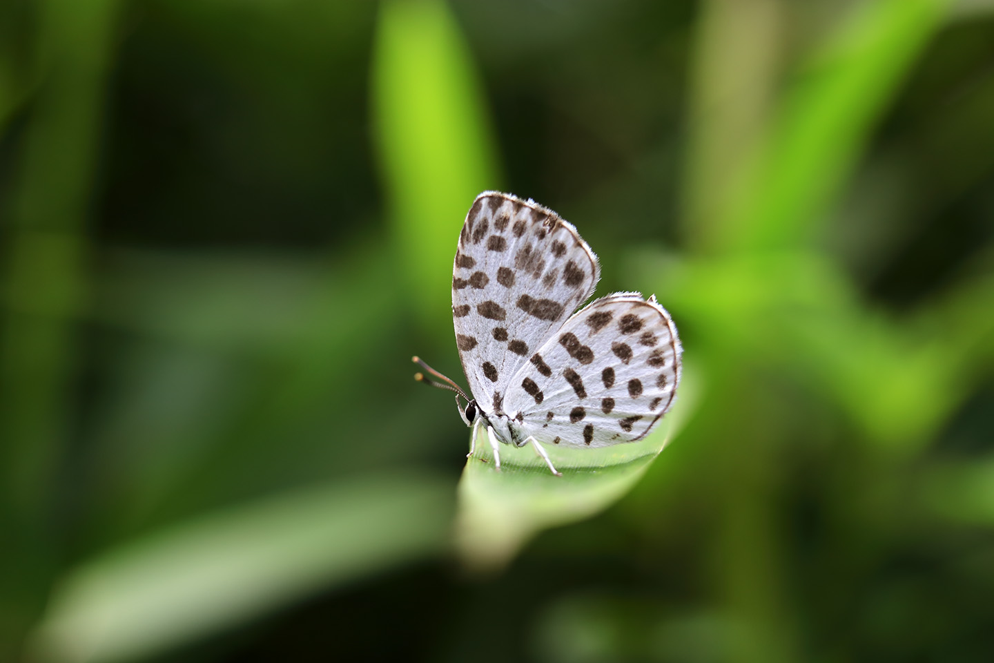 Canon EOS 6D + Canon EF35mm F2 + Extension Tube EF12II