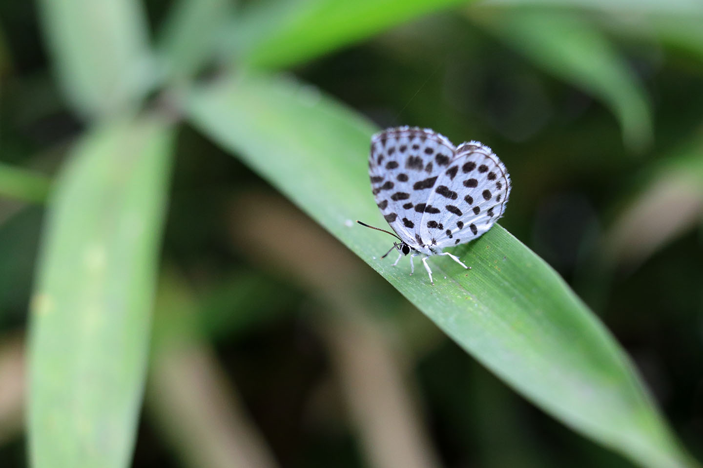 Canon EOS 6D + Canon EF35mm F2 + Extension Tube EF12II