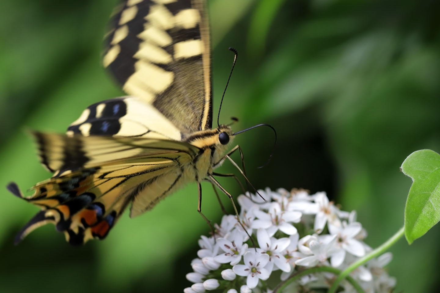 Canon EOS 6D + Canon EF100mm F2 USM + Extension Tube EF12II