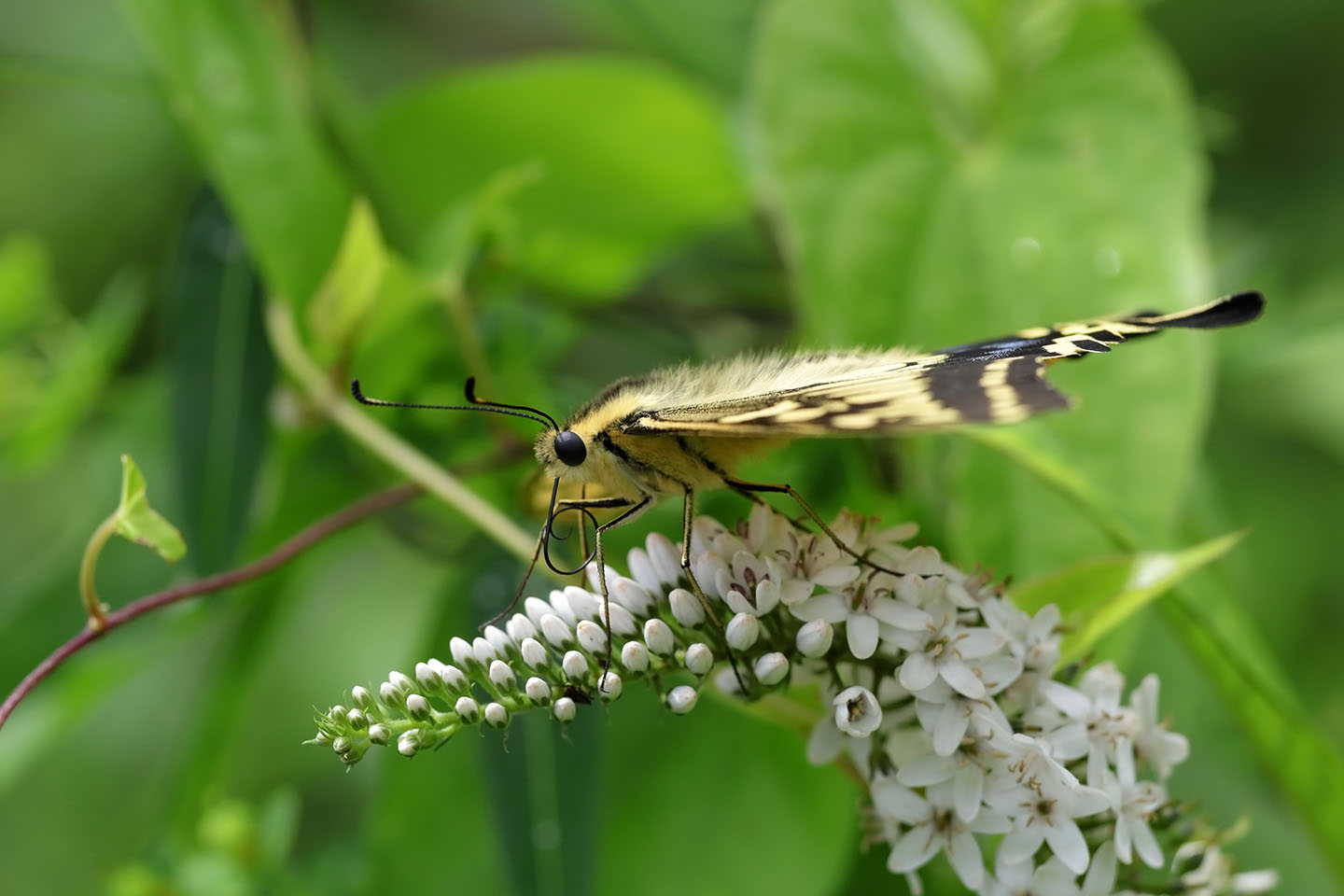 Canon EOS 6D + Canon EF100mm F2 USM + Extension Tube EF12II