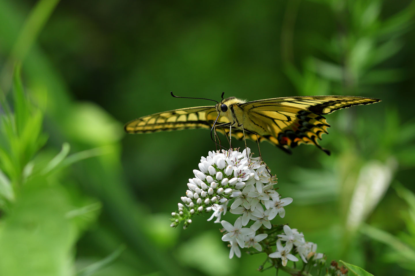 Canon EOS 6D + Canon EF100mm F2 USM + Extension Tube EF12II