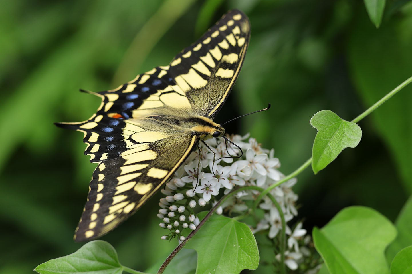 Canon EOS 6D + Canon EF100mm F2 USM + Extension Tube EF12II