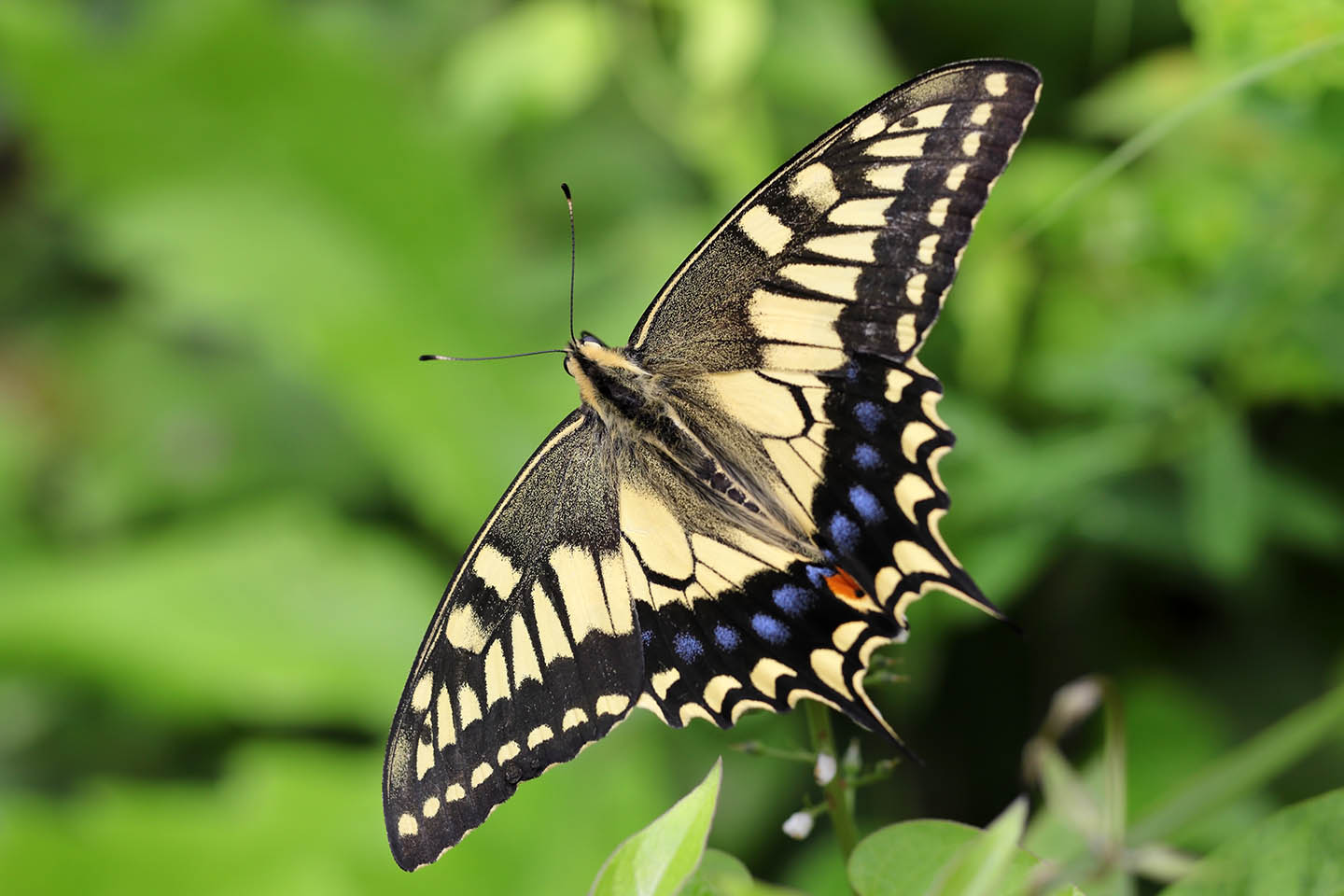 Canon EOS 6D + Canon EF100mm F2 USM + Extension Tube EF12II