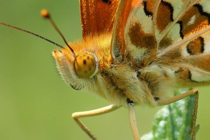 Canon EOS 6D + Canon EF100mm F2 USM + Extension Tube EF12II