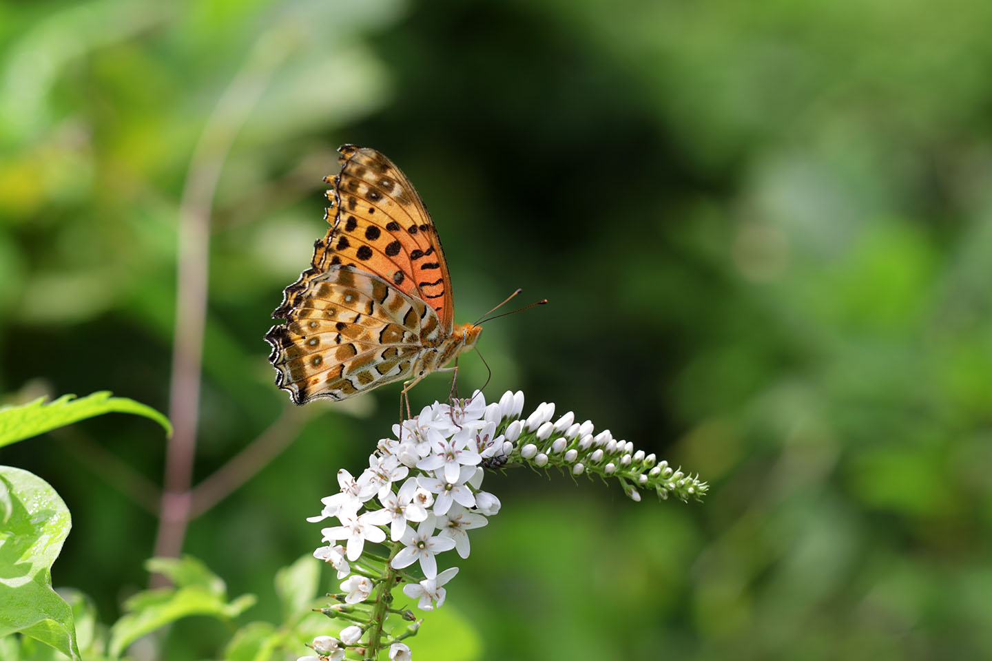 Canon EOS 6D + Canon EF100mm F2 USM + Extension Tube EF12II