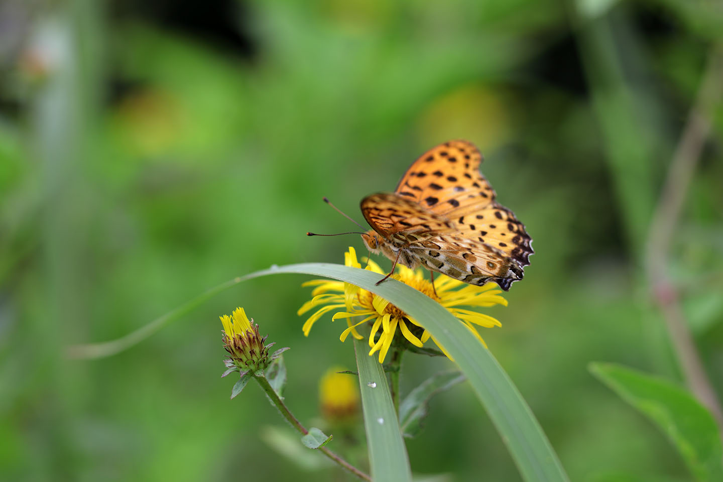 Canon EOS 6D + Canon EF100mm F2 USM + Extension Tube EF12II