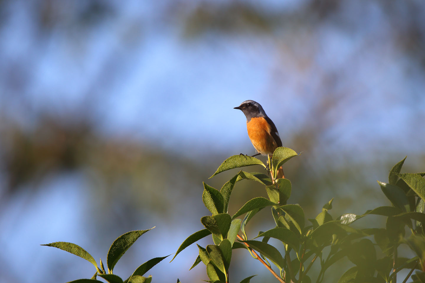 Canon EOS 6D + TAMRON SP 150-600mm F/5-6.3 Di VC USD (A011)