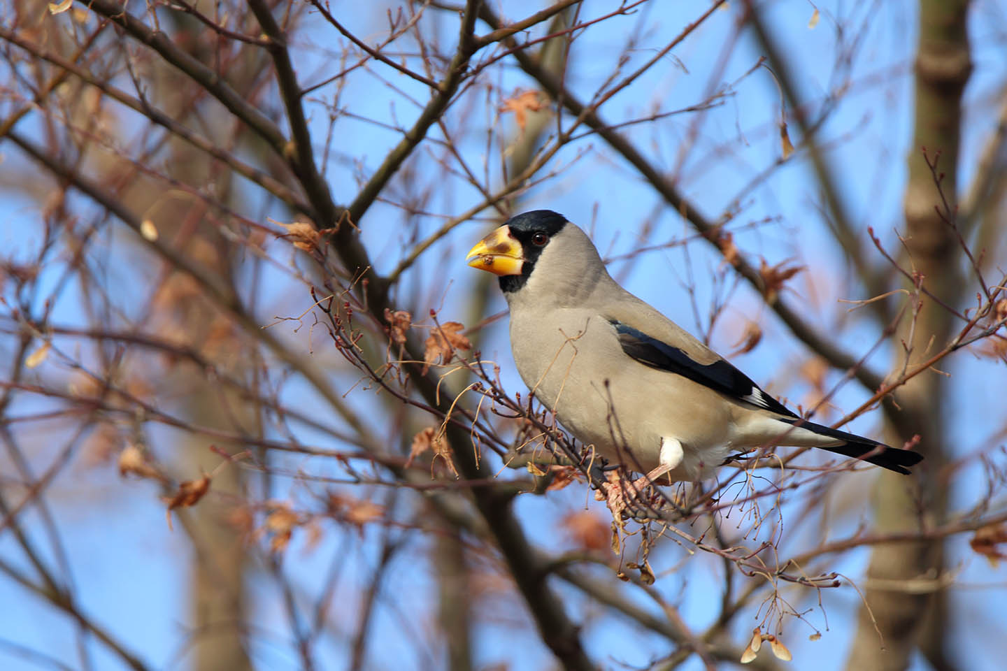 Canon EOS 6D + TAMRON SP 150-600mm F/5-6.3 Di VC USD (A011)