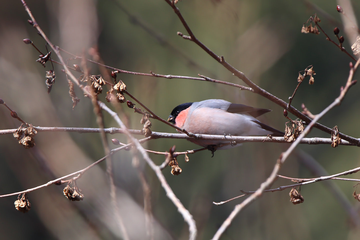 Canon EOS 6D + TAMRON SP 150-600mm F/5-6.3 Di VC USD (A011)