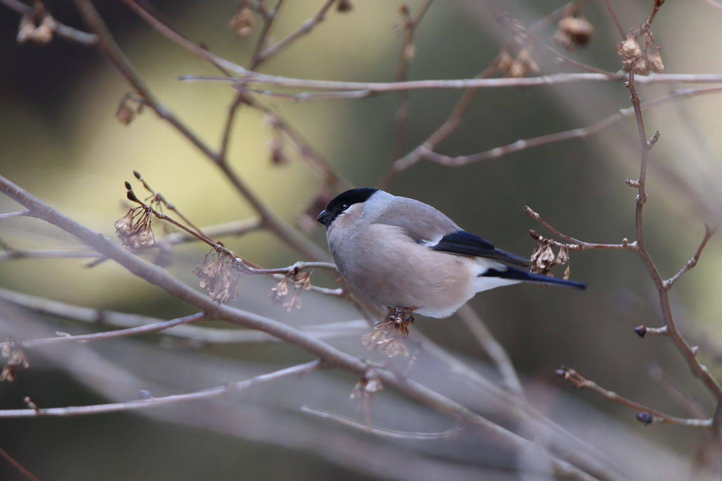 Canon EOS 6D + TAMRON SP 150-600mm F/5-6.3 Di VC USD (A011)