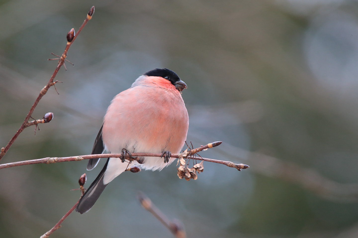 Canon EOS 6D + TAMRON SP 150-600mm F/5-6.3 Di VC USD (A011)