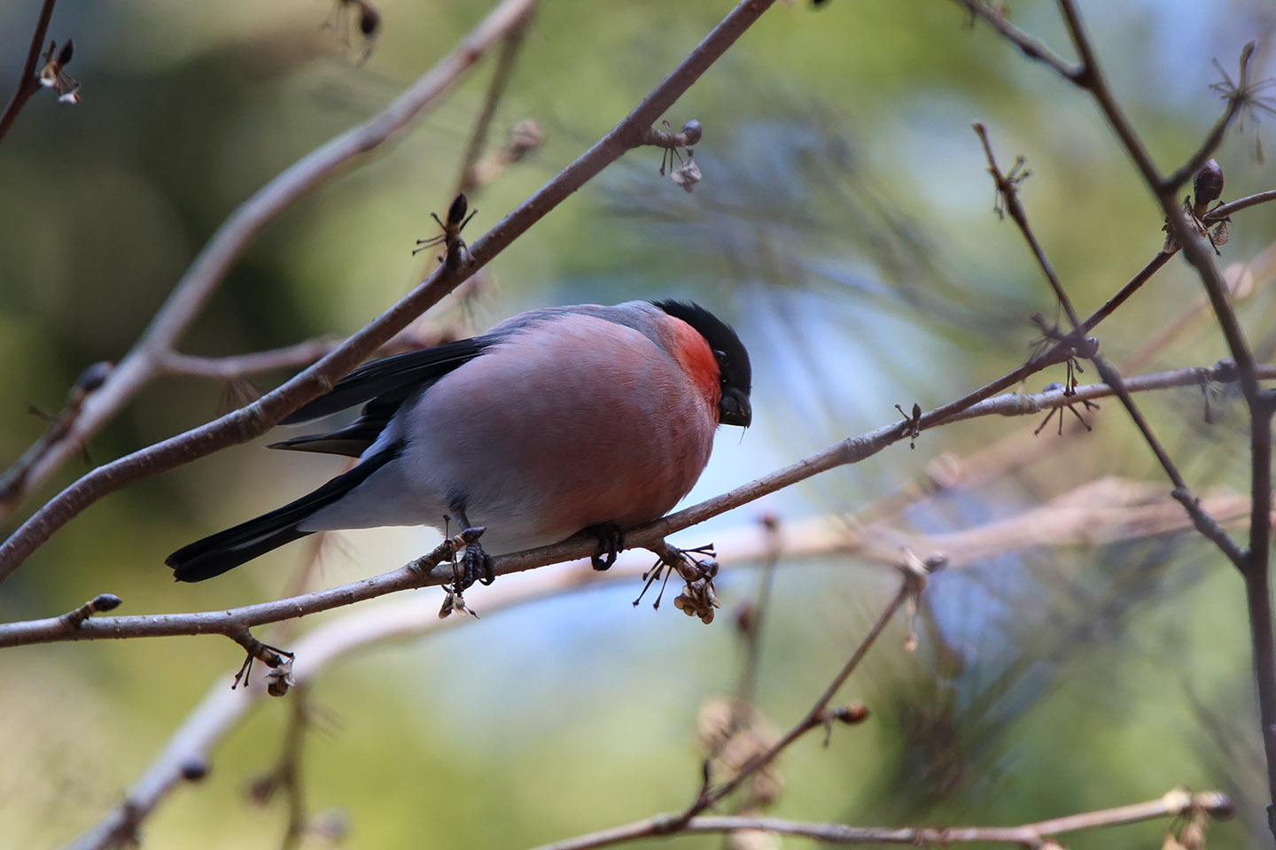 Canon EOS 6D + TAMRON SP 150-600mm F/5-6.3 Di VC USD (A011)