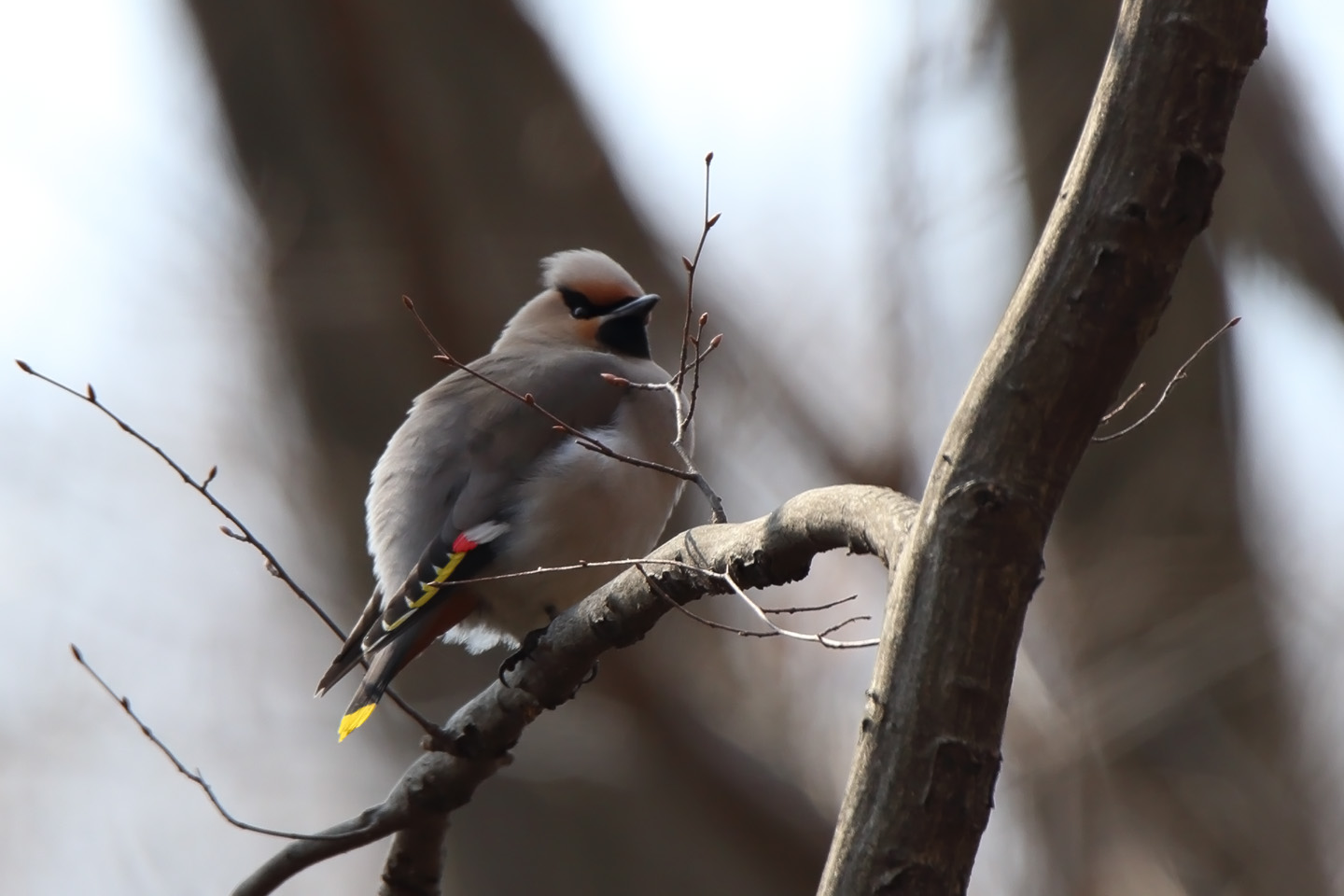 Canon EOS 6D + TAMRON SP 150-600mm F/5-6.3 Di VC USD (A011)