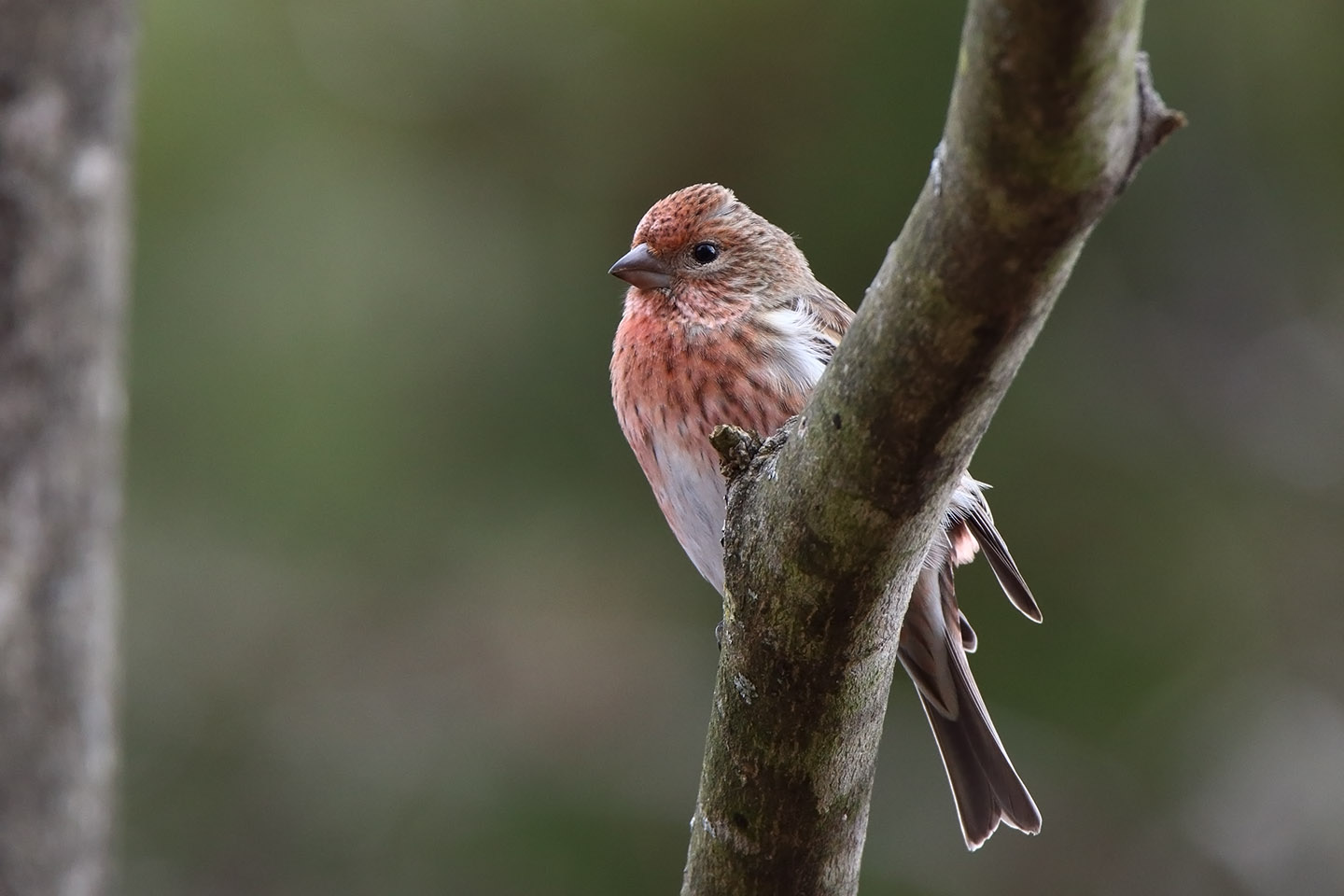 Canon EOS 6D + TAMRON SP 150-600mm F/5-6.3 Di VC USD (A011)