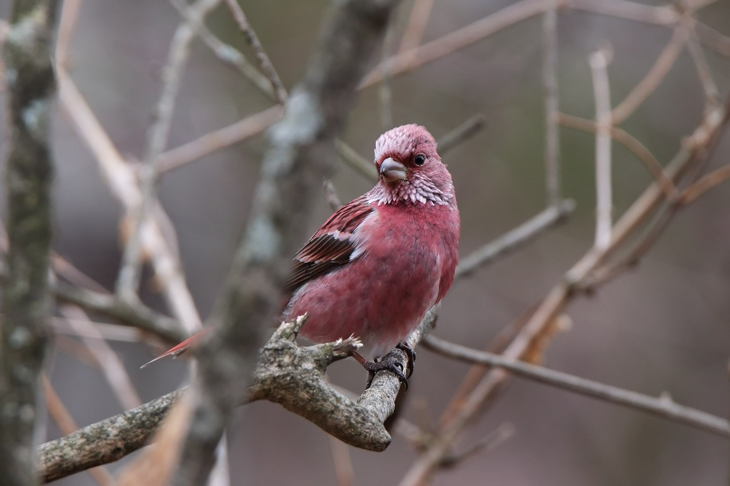 Canon EOS 6D + TAMRON SP 150-600mm F/5-6.3 Di VC USD (A011)