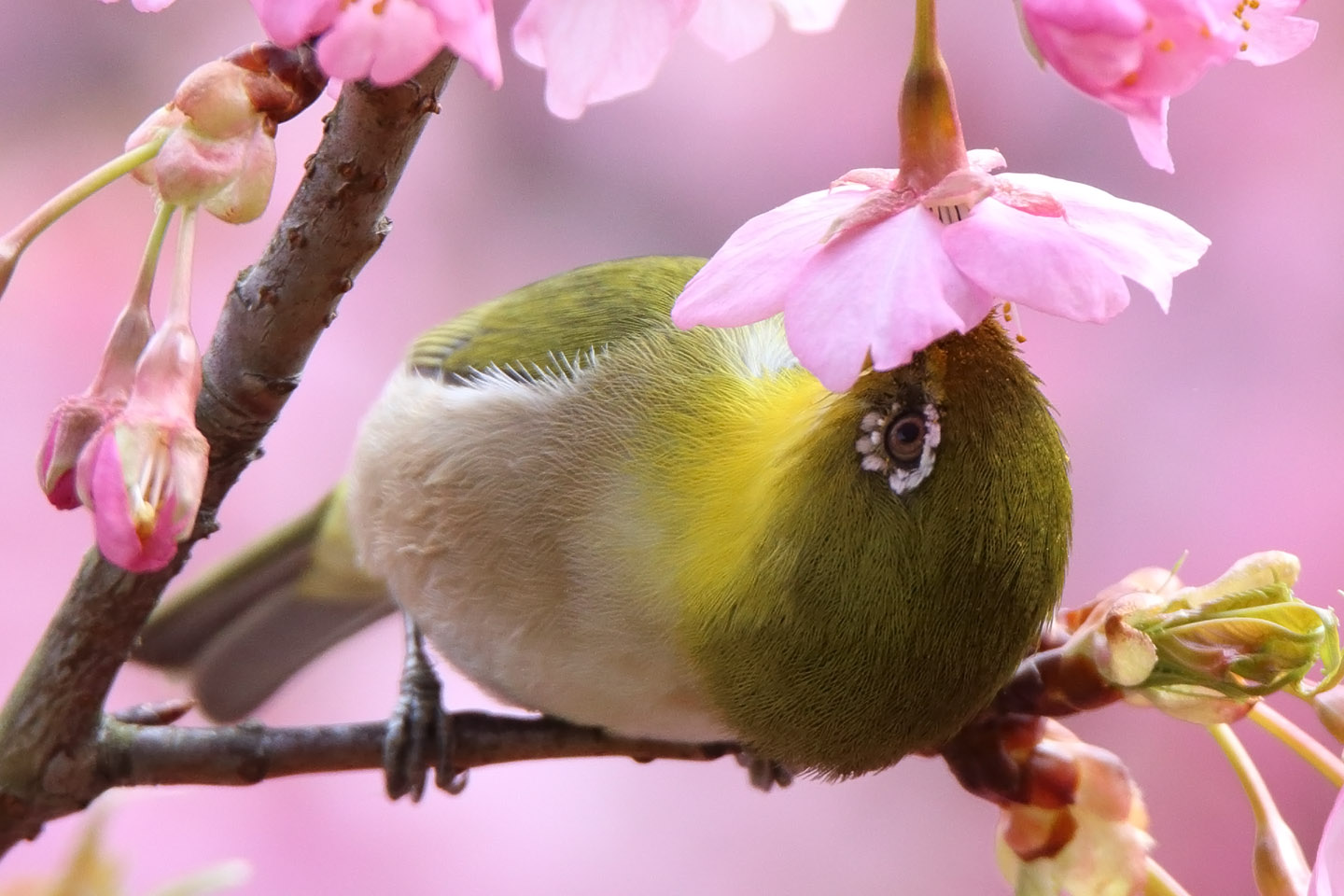 春 とい えば