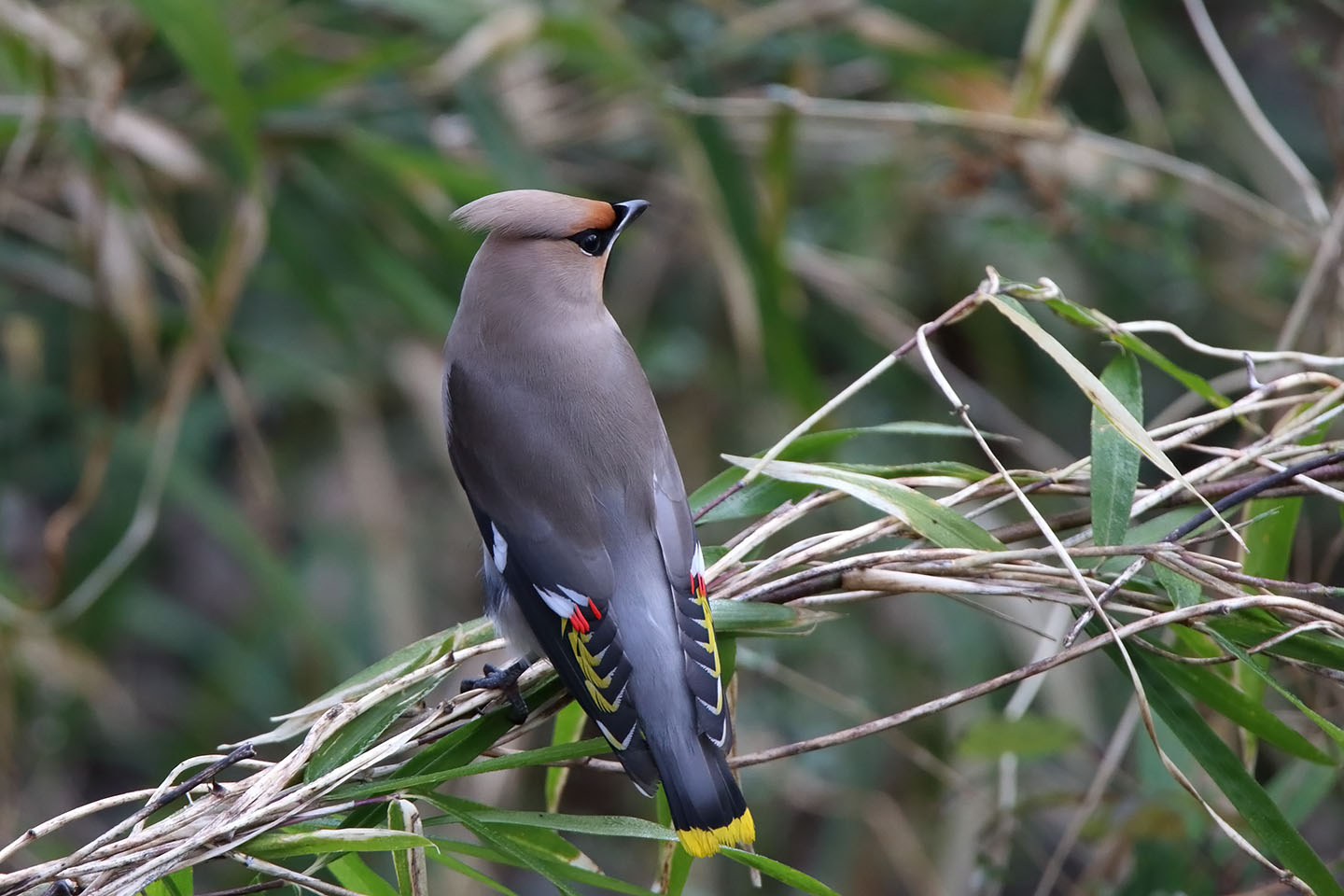 Canon EOS 6D + TAMRON SP 150-600mm F/5-6.3 Di VC USD (A011)