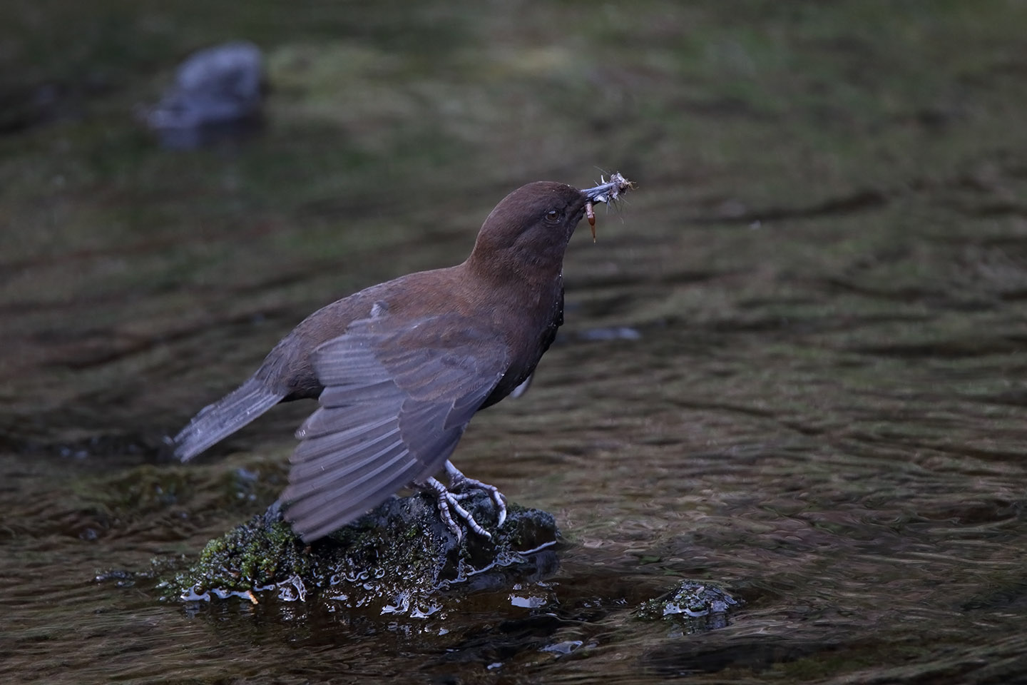 Canon EOS 6D + TAMRON SP 150-600mm F/5-6.3 Di VC USD (A011)