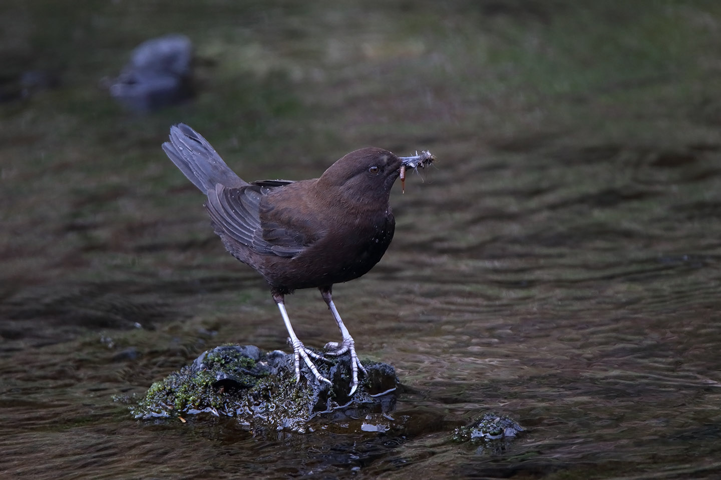 Canon EOS 6D + TAMRON SP 150-600mm F/5-6.3 Di VC USD (A011)