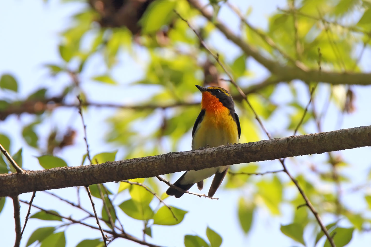 Canon EOS 6D + TAMRON SP 150-600mm F/5-6.3 Di VC USD (A011)