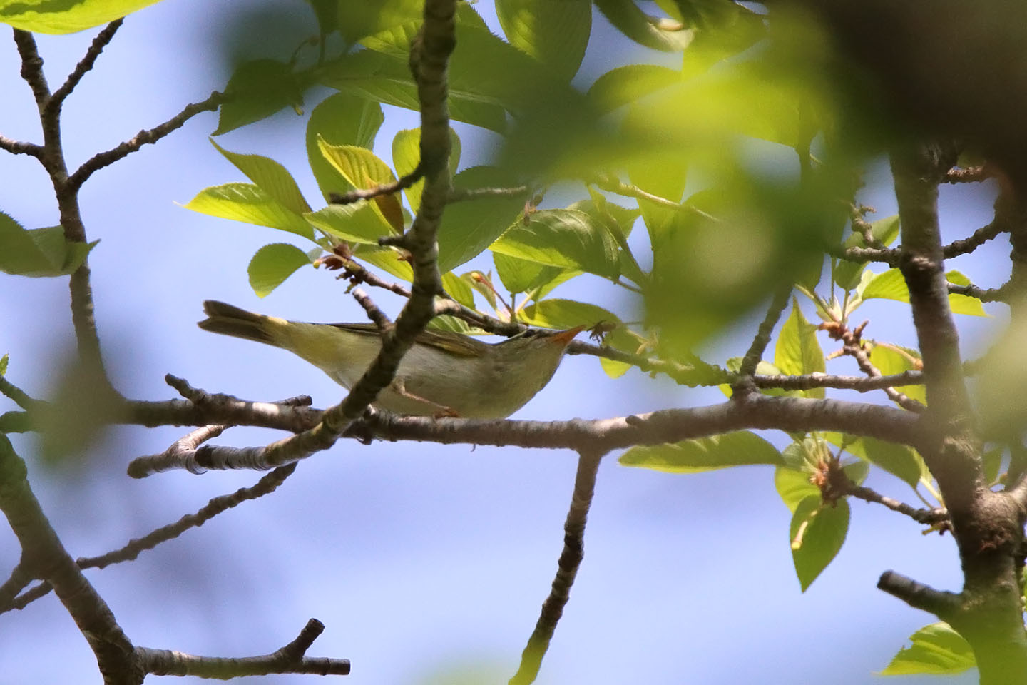 Canon EOS 6D + TAMRON SP 150-600mm F/5-6.3 Di VC USD (A011)