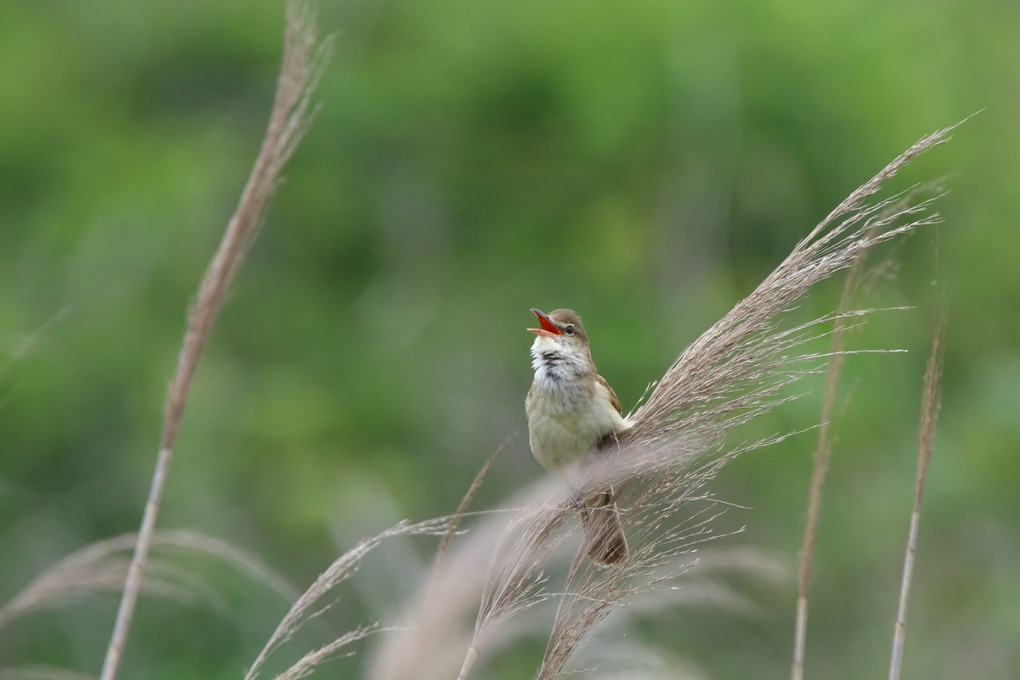 Canon EOS 6D + TAMRON SP 150-600mm F/5-6.3 Di VC USD (A011)