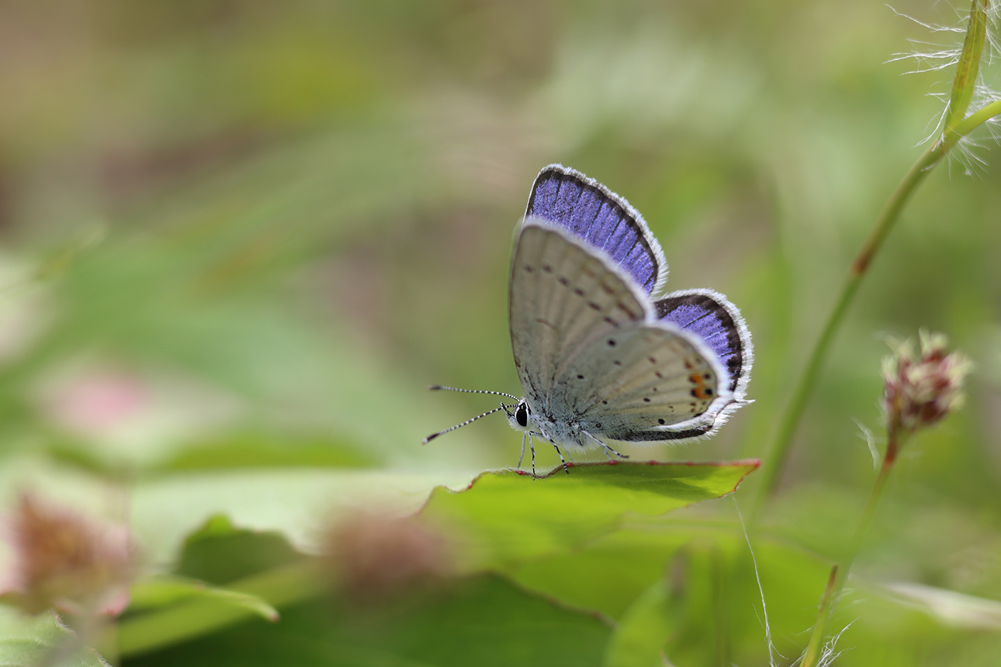 Canon EOS 6D + Canon EF100mm F2 USM