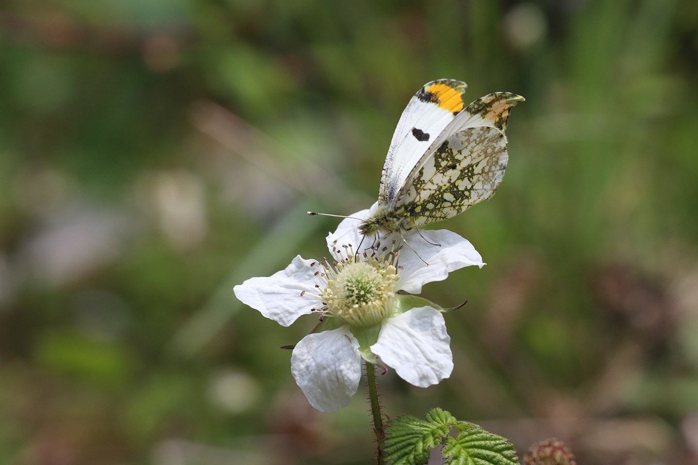 Canon EOS 6D + Canon EF100mm F2 USM