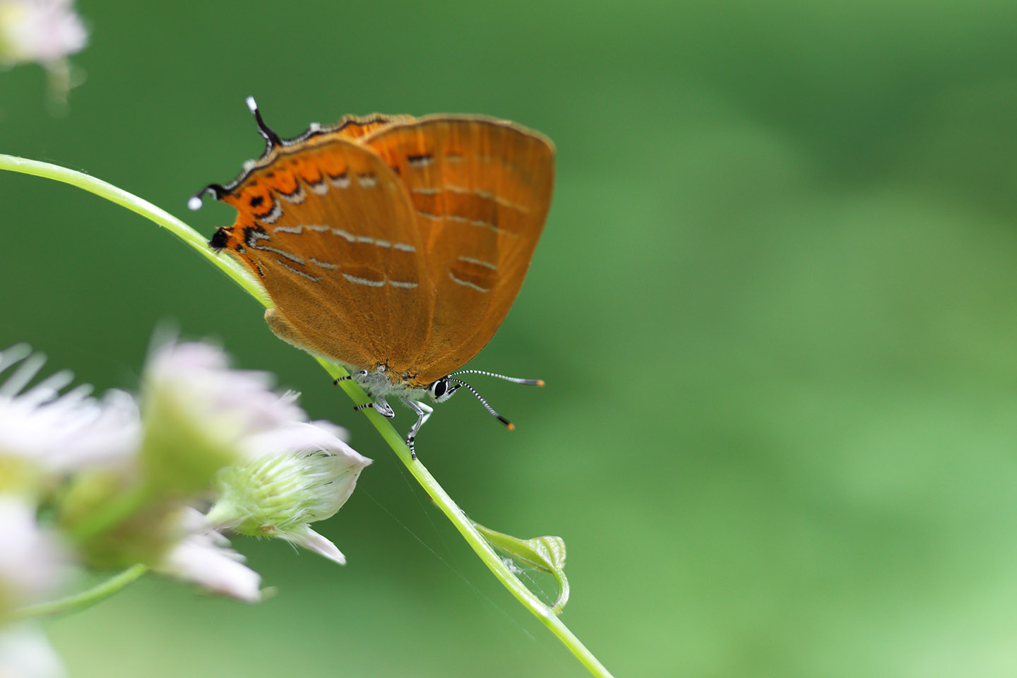 Canon EOS 6D + Canon EF100mm F2 USM