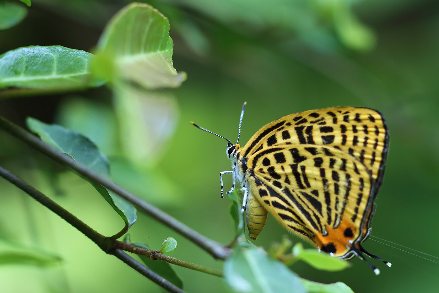 Canon EOS 6D + Canon EF100mm F2 USM