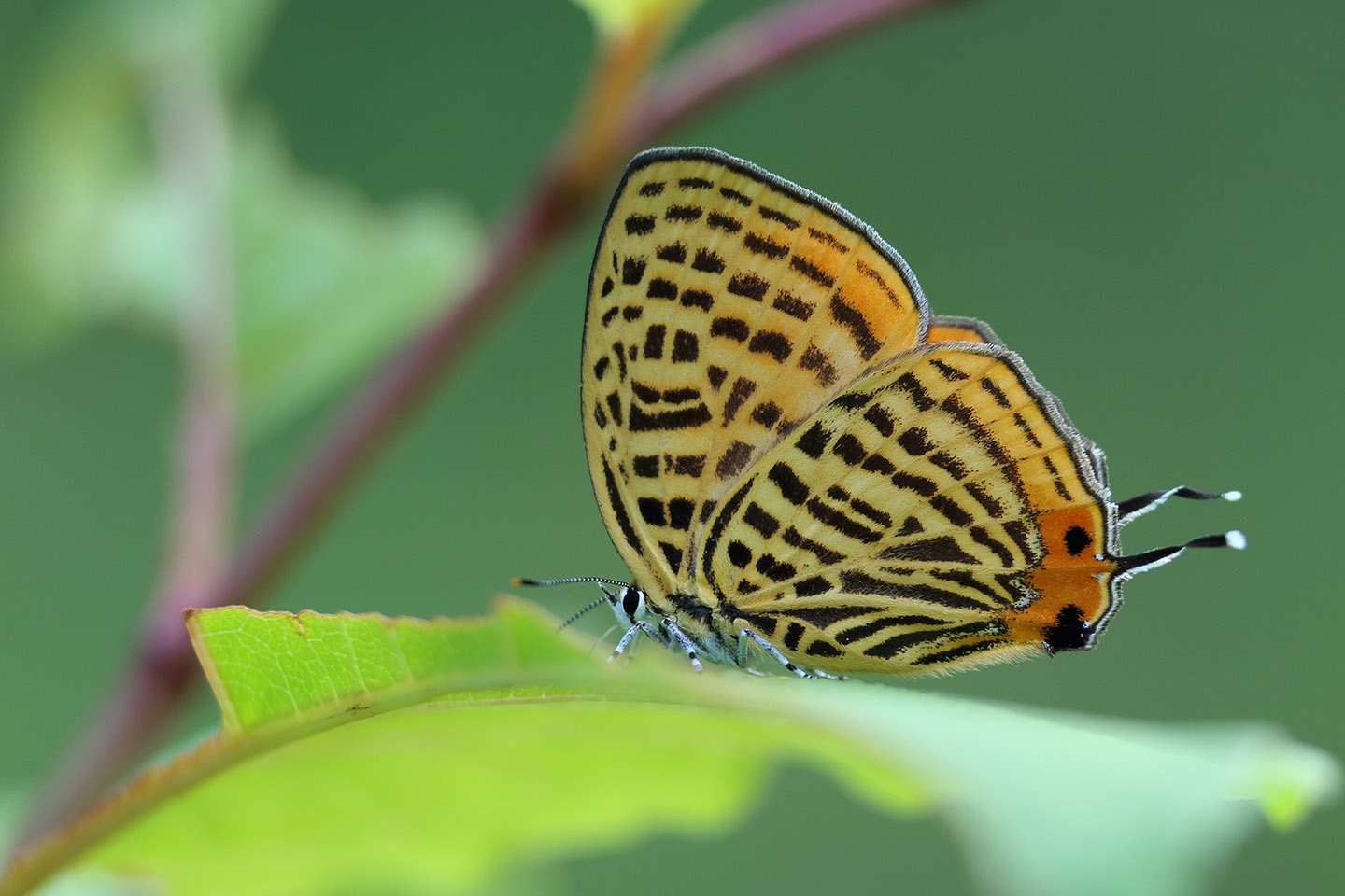 Canon EOS 6D + Canon EF100mm F2 USM