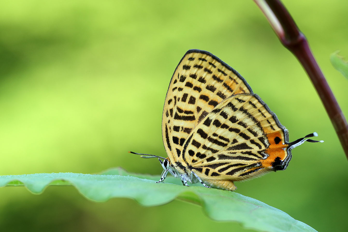 Canon EOS 6D + Canon EF100mm F2 USM