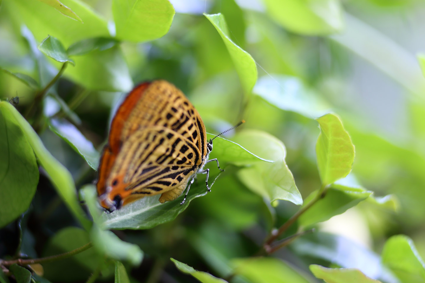 Canon EOS 6D + Canon EF100mm F2 USM