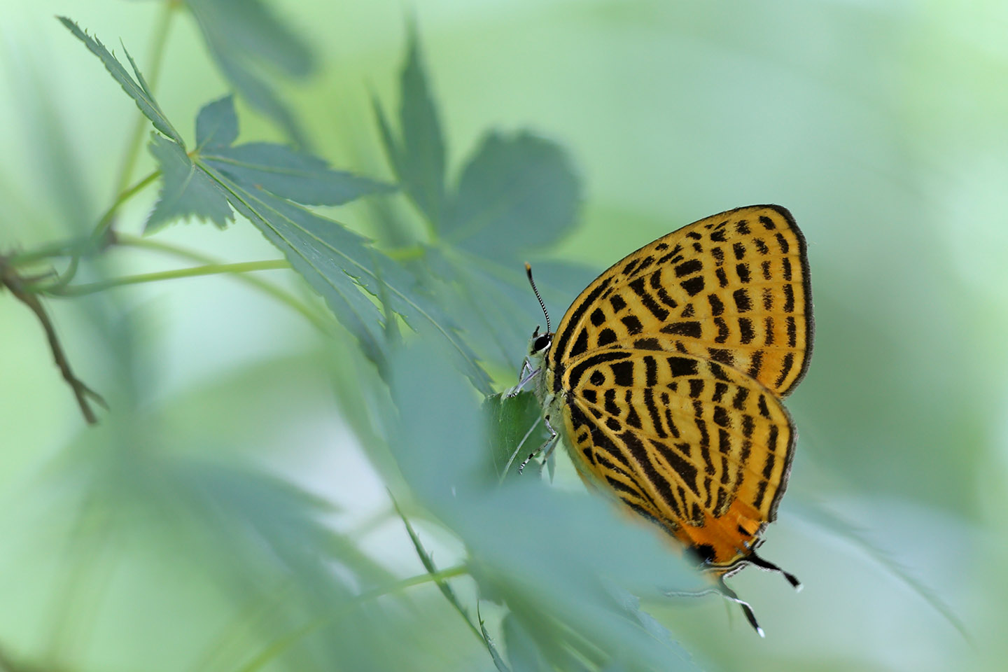 Canon EOS 6D + Canon EF100mm F2 USM