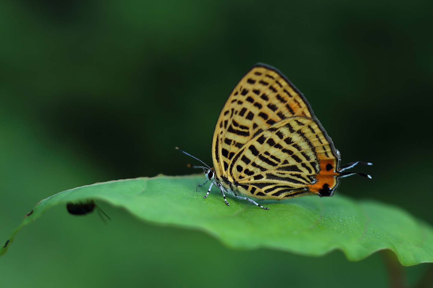 Canon EOS 6D + Canon EF100mm F2 USM