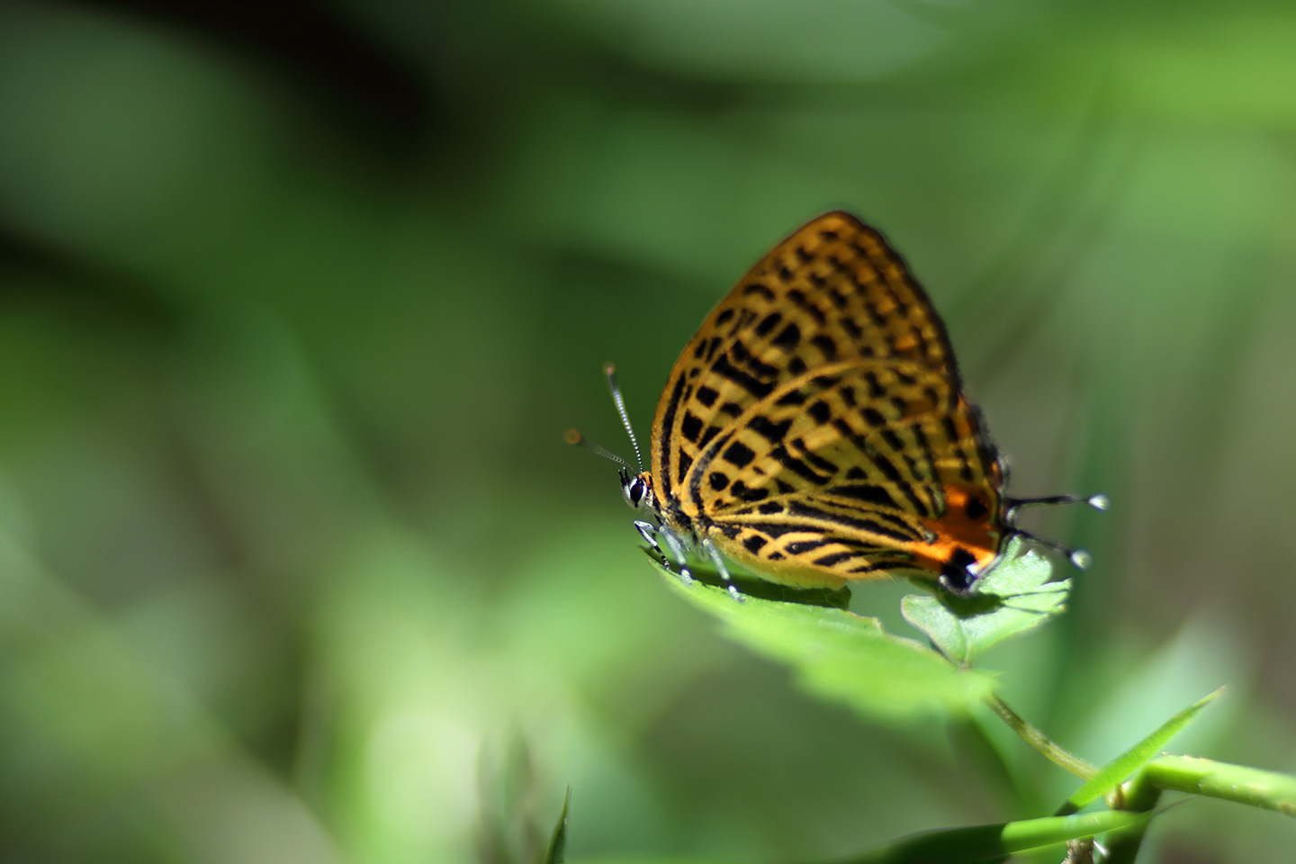 Canon EOS 6D + Canon EF100mm F2 USM