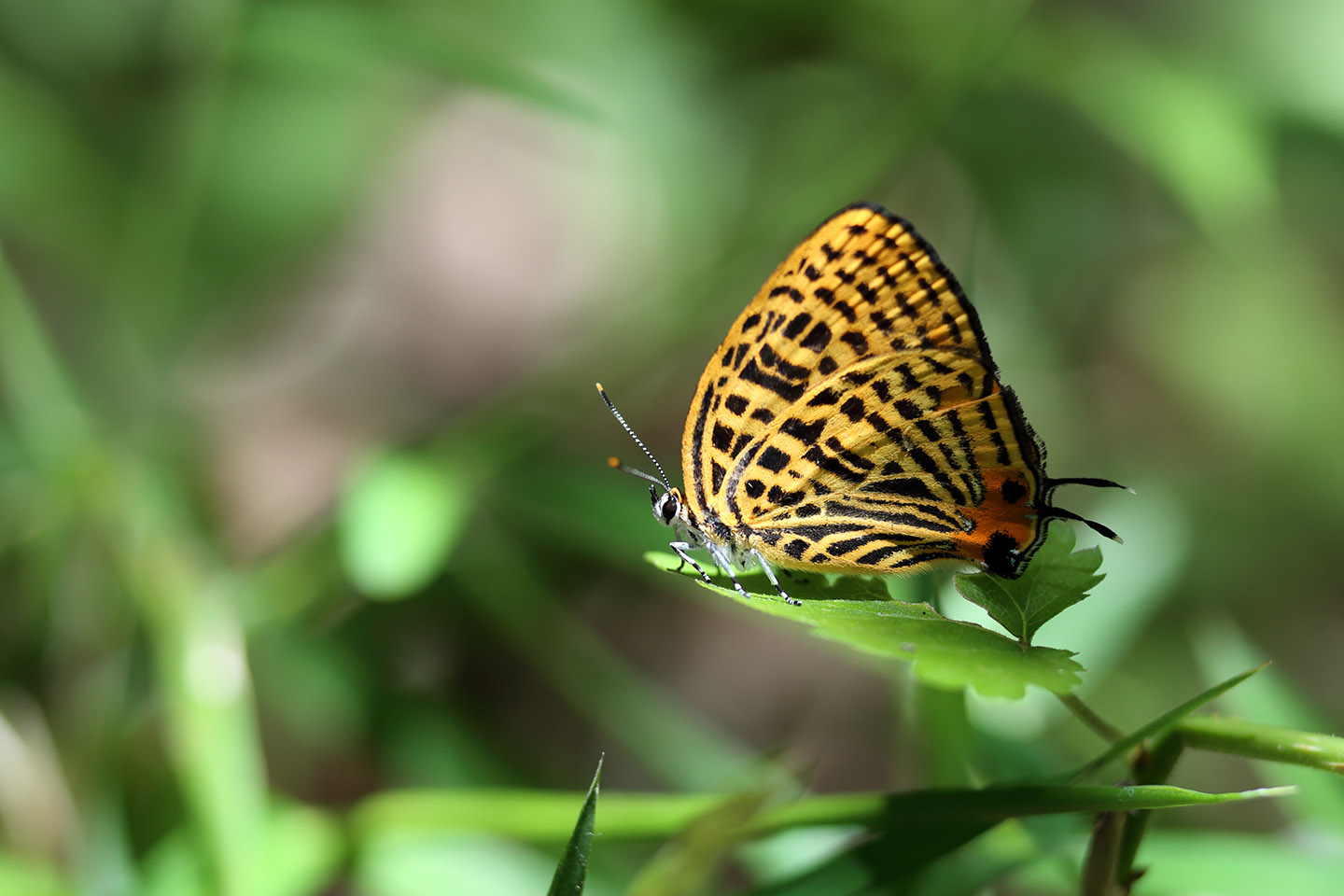 Canon EOS 6D + Canon EF100mm F2 USM