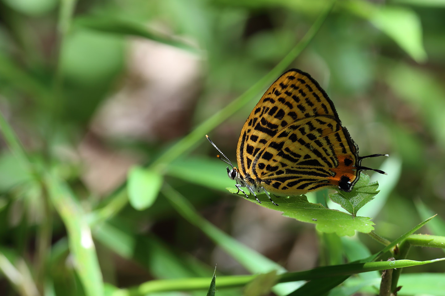 Canon EOS 6D + Canon EF100mm F2 USM