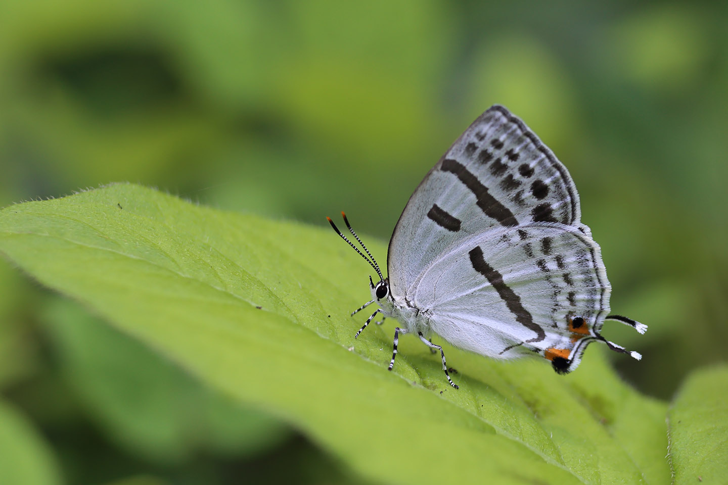 Canon EOS 6D + Canon EF100mm F2 USM