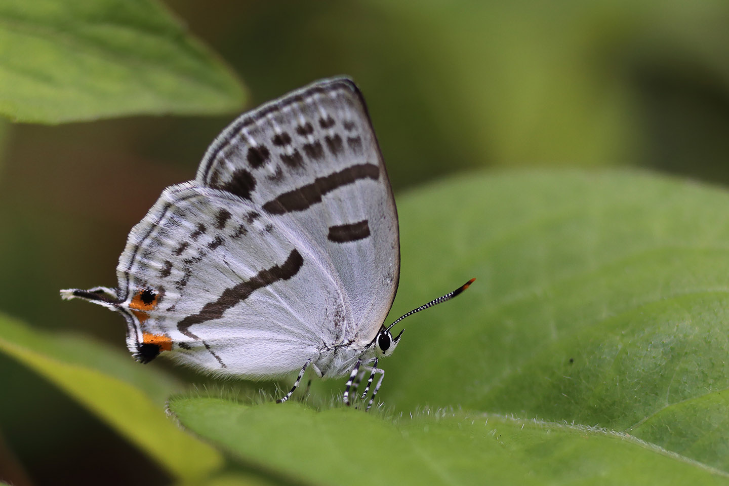 Canon EOS 6D + Canon EF100mm F2 USM