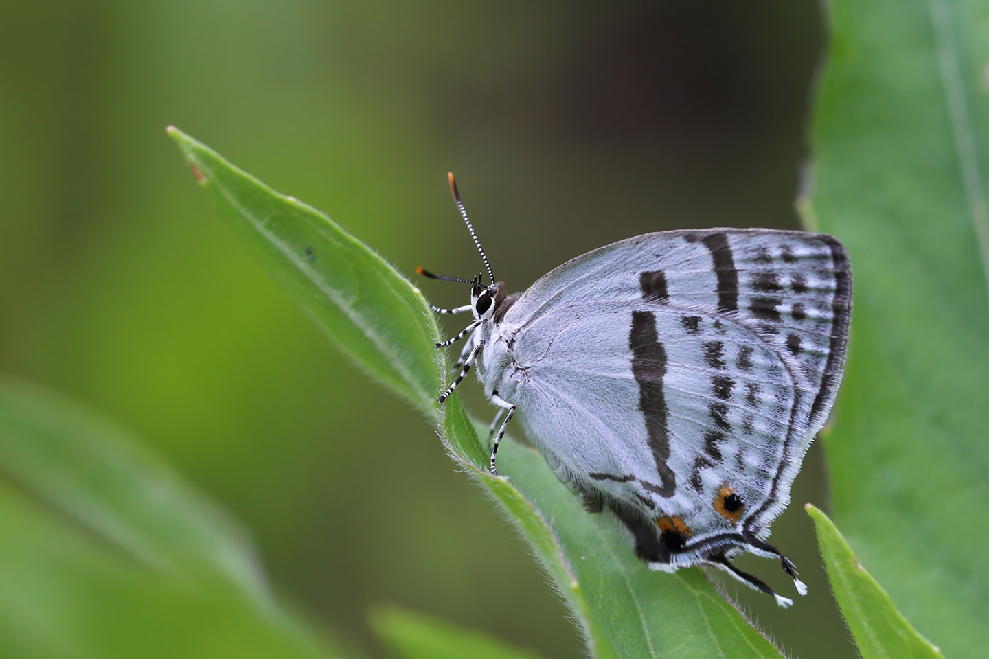 Canon EOS 6D + Canon EF100mm F2 USM